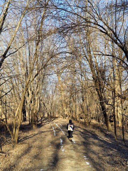 Through the floodplain forest in winter.