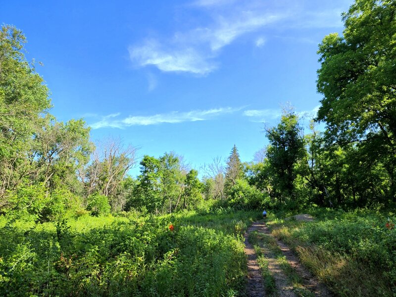 An opening in the forest along the Sykes Trail.