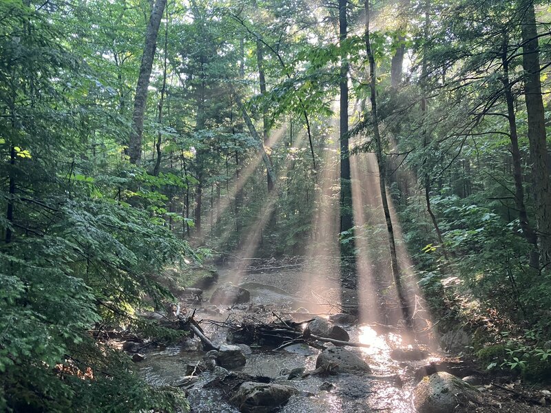 Sunlight over a hazy brook.