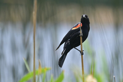 Red-winged blackbird at the Kachina Wetland