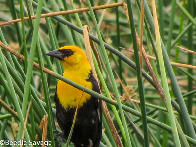 Yellow-headed blackbird at Kachina Wetland