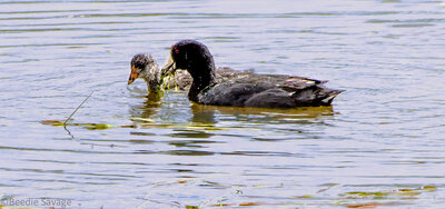 American coots at Kachina Wetland