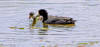 American coots at Kachina Wetland