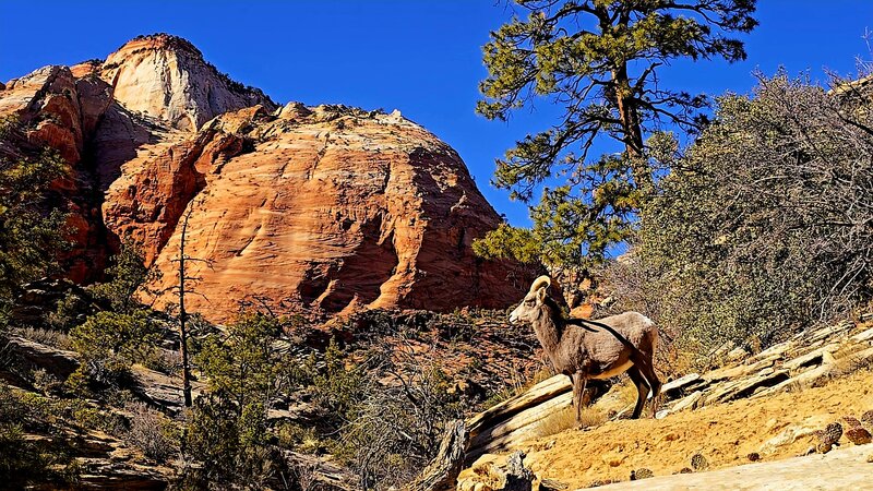 Big Horn Sheep in Zion National Park.