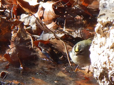 Golden-crowned Kinglet at the edge of the pond.