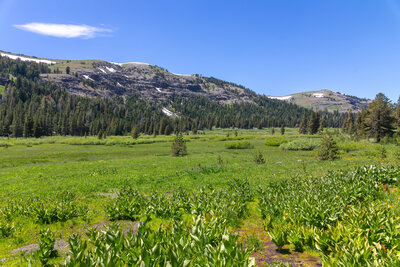 A large meadow along Upper Truckee River.