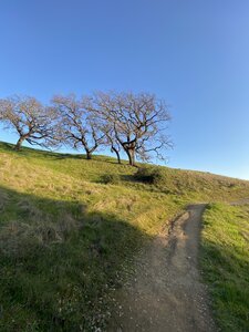 Oaks stand in a field at the beginning of the hike.