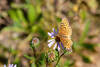 A butterfly along the trail.