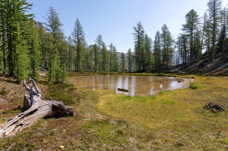 A meadow right before Scatter Lake.