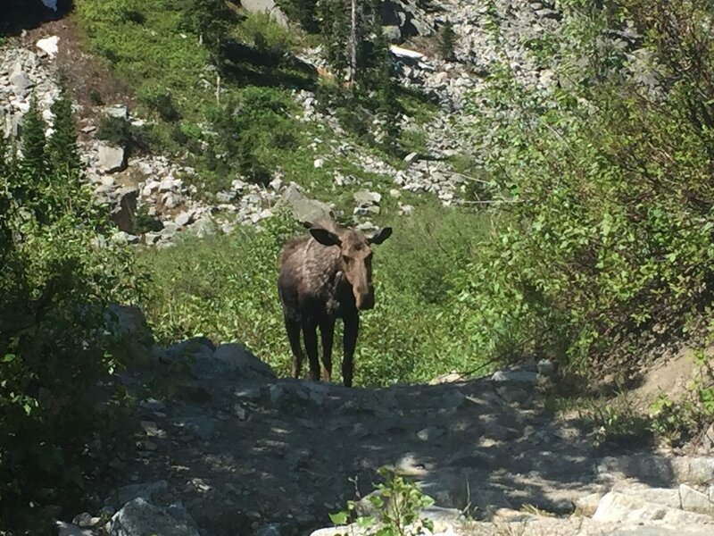 Angry Moose on the trail.
