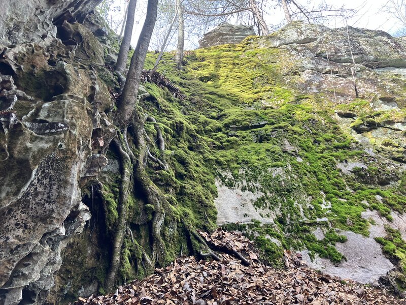 Tree and moss hanging onto the rocks.
