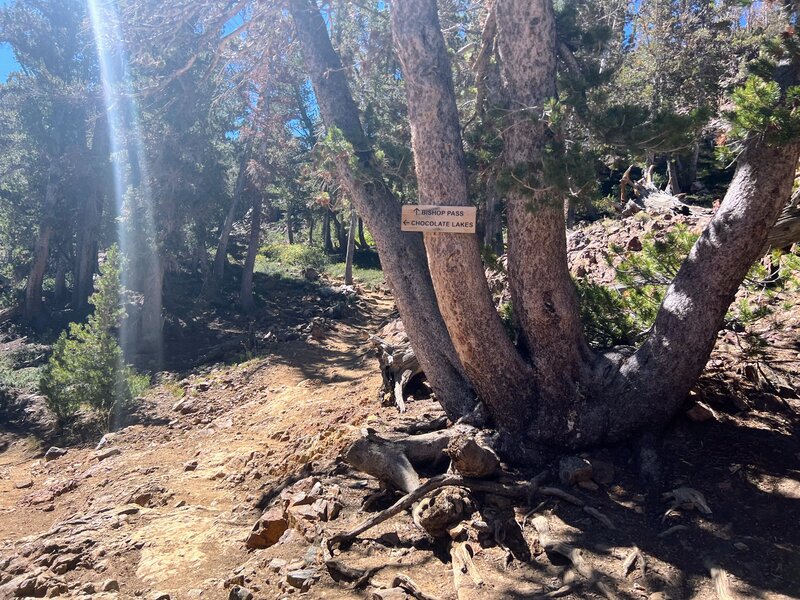 Chocolate Lakes Loop and Bishop Pass Trail junction.