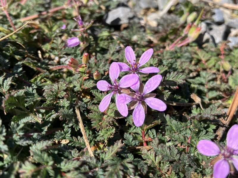 Redstem Stork's-bill.