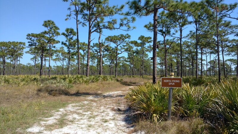 Bushy saw palmettos, tall long leaf pines, and grasses along the sandy North Prong Spur.