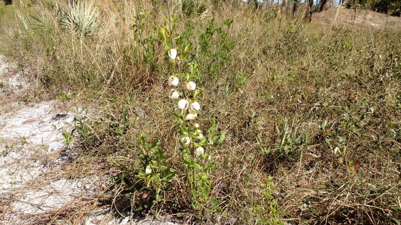 Wild flowers along Yellow Trail in St. Sebastian State Preserve, Florida.
