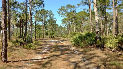 Saw palmettos and long leaf pines along Yellow Trail in St. Sebastion State Preserve.