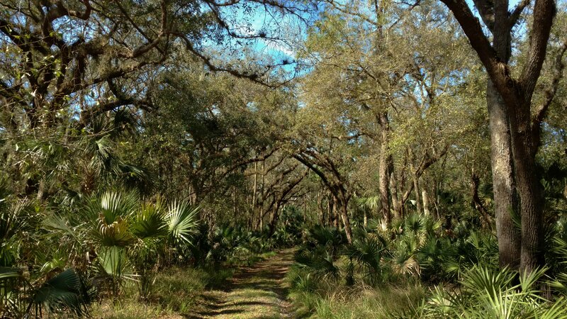 Pretty hardwood and palm forest along Pine Island Trail.