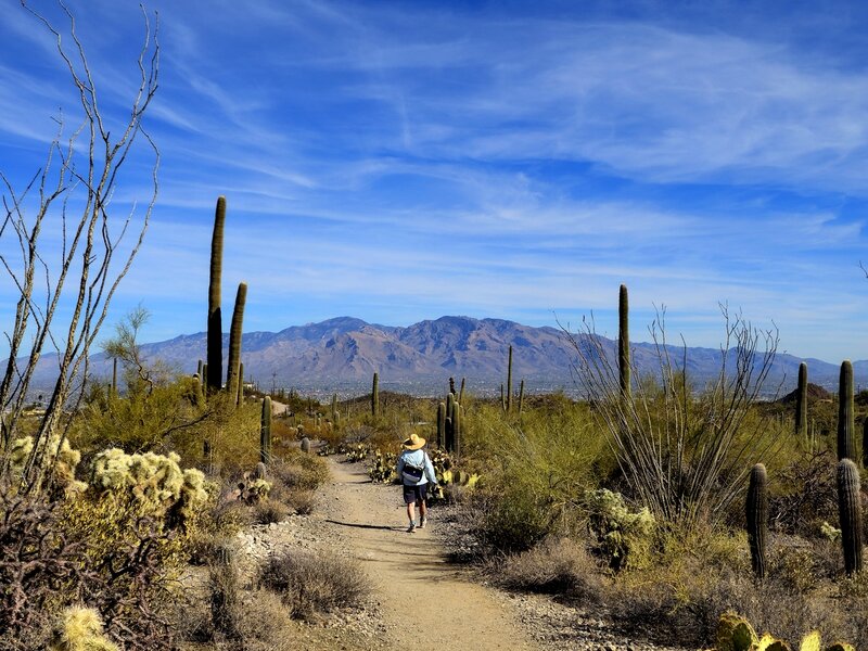 On the Sweetwater Trail back to the trailhead, Mt. Lemmon on the horizon.