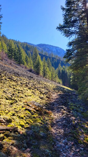 Mossy covered scree field.