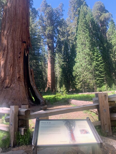 General Sherman Tree and placard.