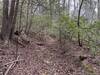 Trail through some mountain laurel.