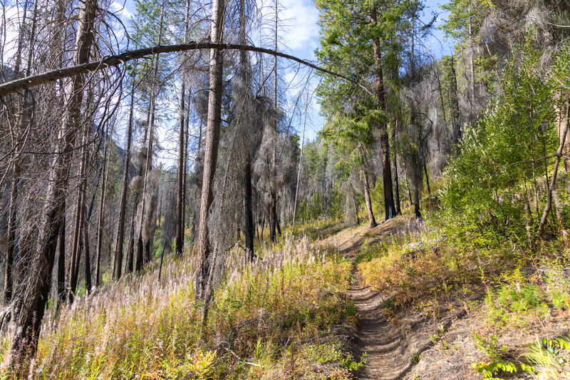 Charred trees along the trail,