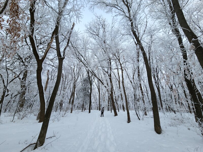 On the trail through snow covered woods.
