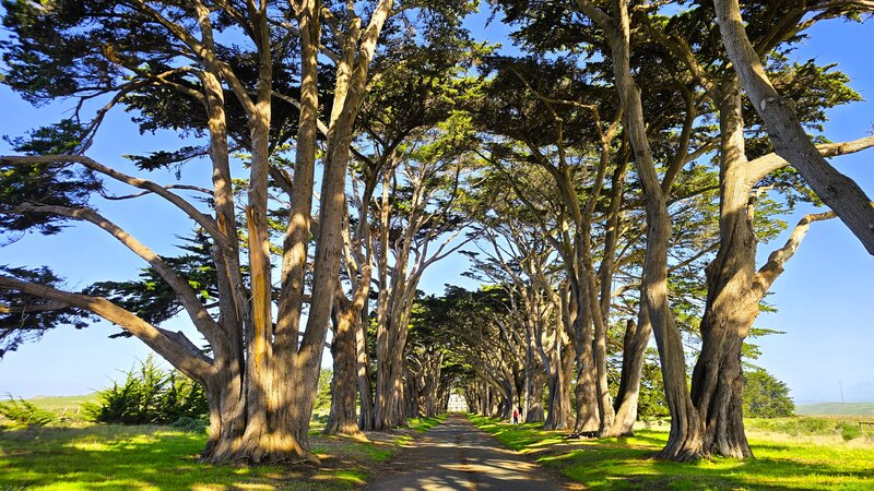 Cypress Tree Tunnel at Point Reyes National Seashore.