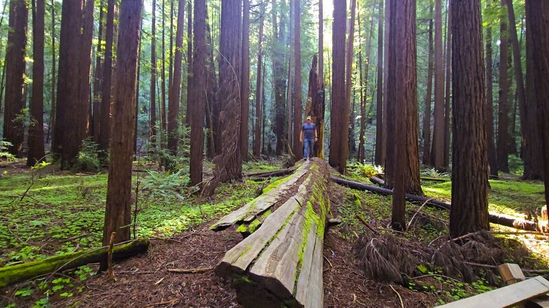Armstrong Redwoods