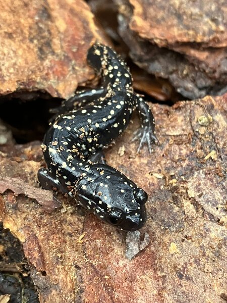 A small salamander, on a rainy day.