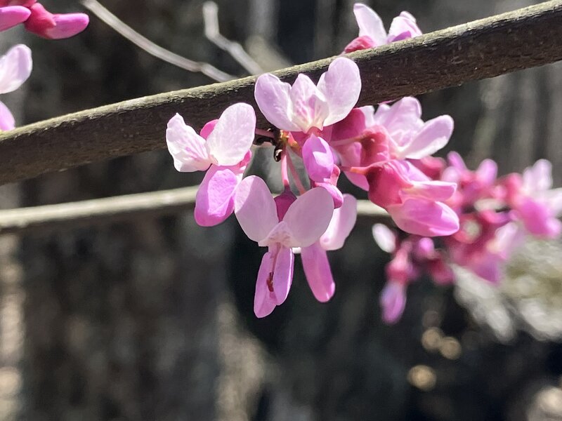Redbud flowers near Horn Mountain.