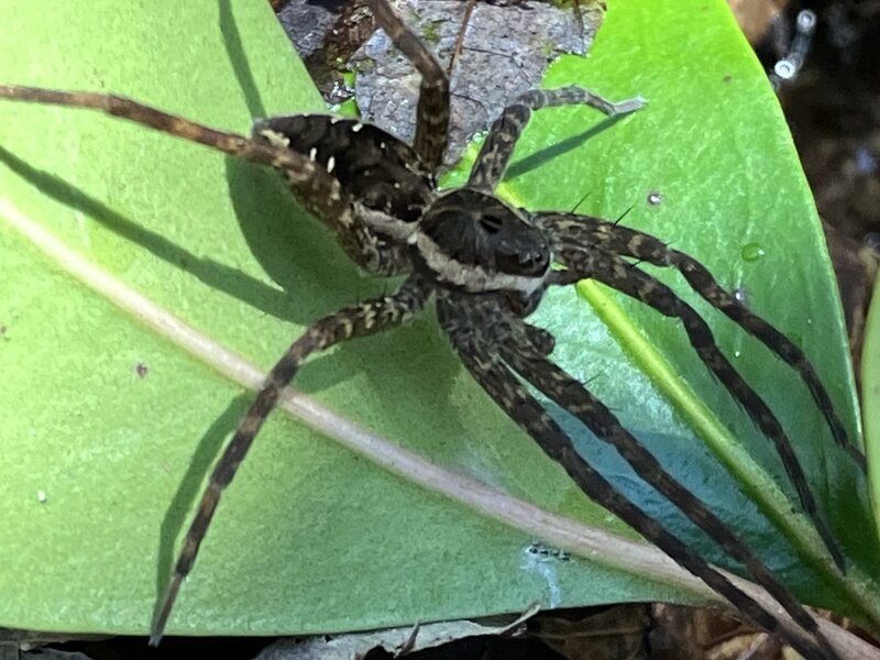 Striped Fishing Spider awaiting its next meal.
