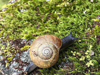 A small snail on a bed of moss.