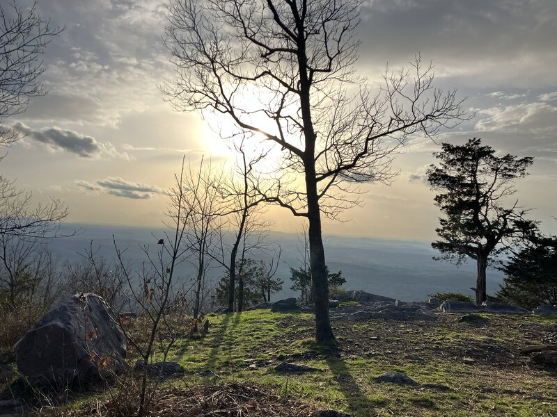 Sunlit branches on a hazy day.