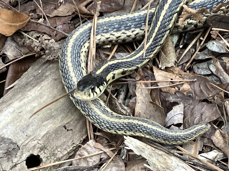 Ribbon Garter Snake.