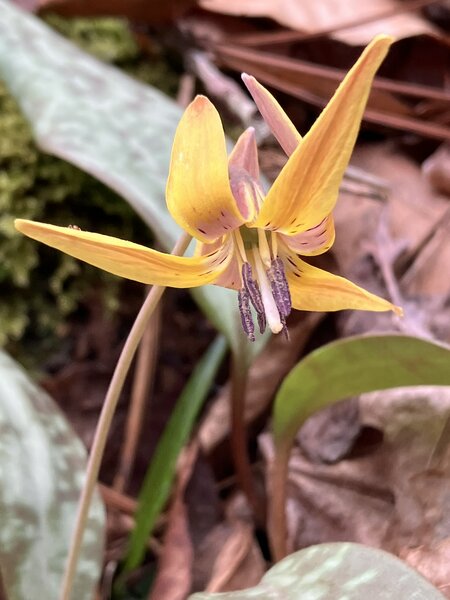 Trout Lily.