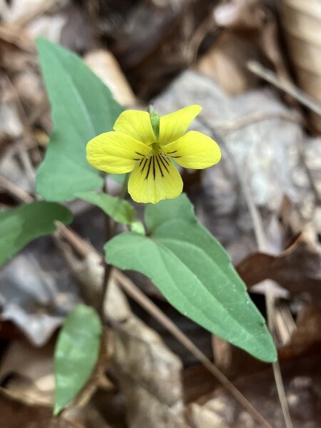 Yellow Violet.
