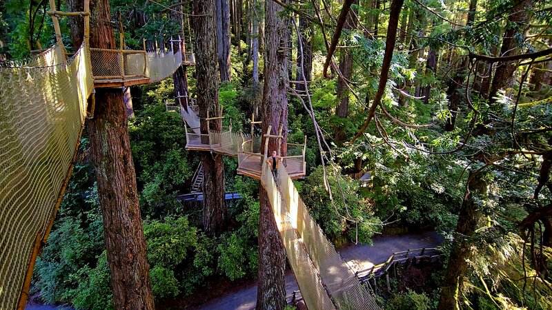 Canopy Trail, Trees of Mystery.
