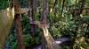 Canopy Trail, Trees of Mystery.