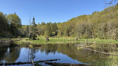 South end of Beaver Lodge Pond from Quarry Trail.
