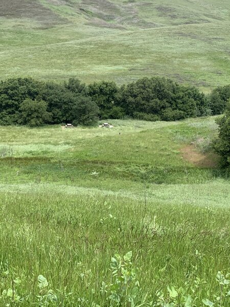 Picnic tables in the wild