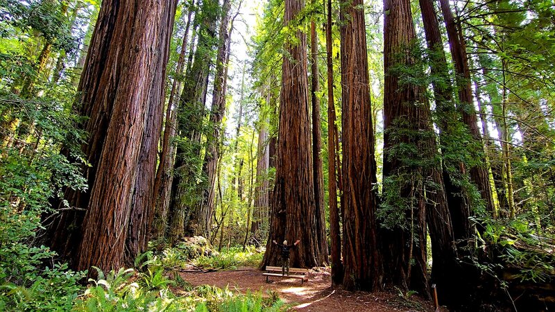 Tall trees
