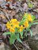 Hoary Puccoon