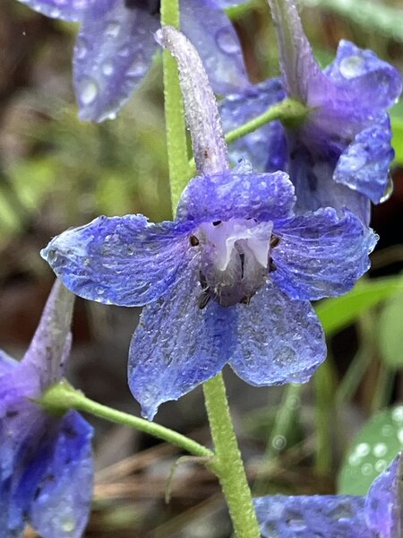 Larkspur
