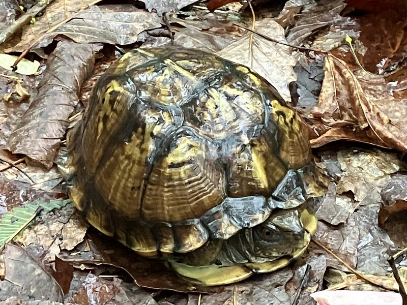 A turtle trying to stay dry, during the rain.