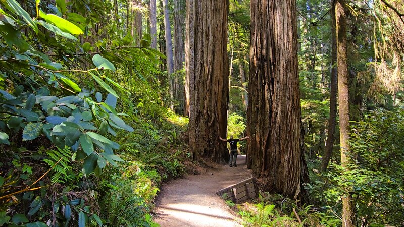 Grove of Titans Trail / Mill Creek Trail