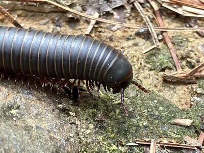 Giant Millipede.