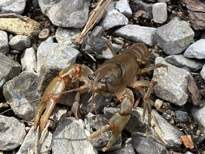 Crayfish that I found in Barnes Creek.