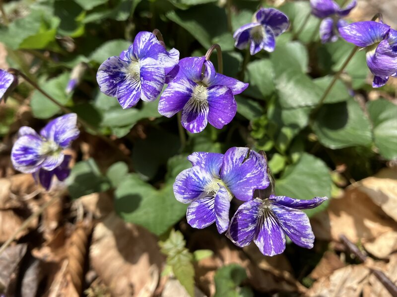 A cluster of bi-colored Violets.