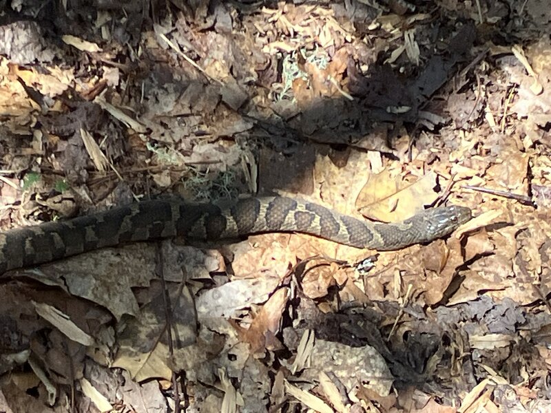 Common Water Snake, sunning itself in the path.